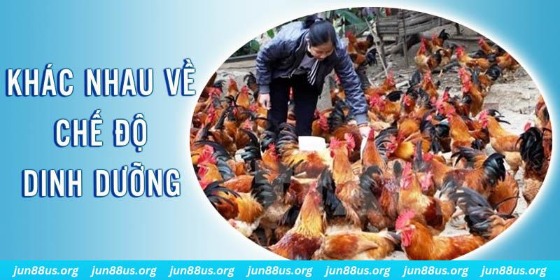 j888 đăng nhập roulette hôm nay