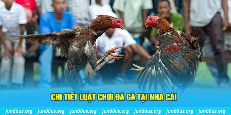 j888 đá gà thomo